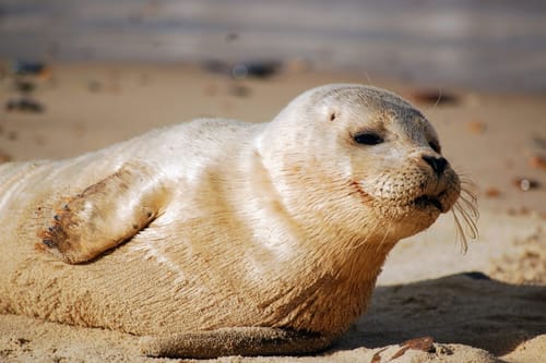 Install and configure MariaDB with ejabberd