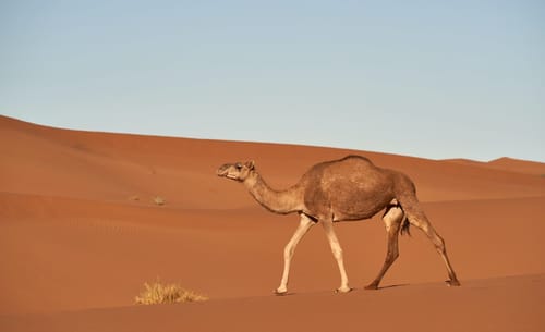 Jamler XMPP server, an OCaml experiment based on ejabberd 2.1.8